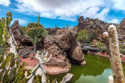 Jardín de Cactus